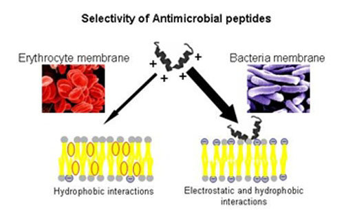 Antimikrobielle Peptide Dissertation