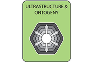 Tesserae ultrastructure and ontogeny