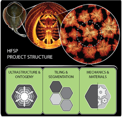 Nature attains impressive material properties with a comparatively simple palette of ingredients, assembled at low temperatures. The structures and growth processes of natural systems, however, are often too complex to mimic, making extraction of design principles difficult. Our Human Frontier Science Program project investigates the skeletons of sharks and rays, composites with unique material properties and a tiled structure particularly amenable to modeling.