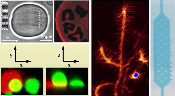 2) Some impression from the lab: gel-GUVs during electric pulses, “cryptic, fluid domains”, protein-GFP droplets originating form a fluid-fluid phase separation on glass and supported bilayers (red), degenerated protein droplets, part of a microfluidic design filled with a dye