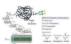 Figure 1. Structure of a Glycosylphosphatidylinositol (GPI) anchor