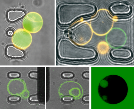 Micro-posts capturing different vesicle structures