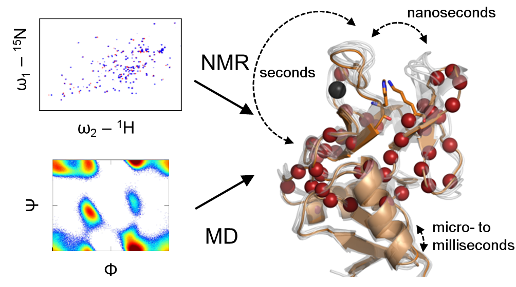 A network of communicating amino acids determines the Ca2+ affinity and pH sensitivity of human Langerin (Hanske et al., 2016)