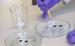 Sorgt für Durchblick: Um die Eigenschaften der nachhaltigen Elektrodenmaterialien zu untersuchen, tragen die Forscher sie auf Objektträger mit Kohlepapier auf.