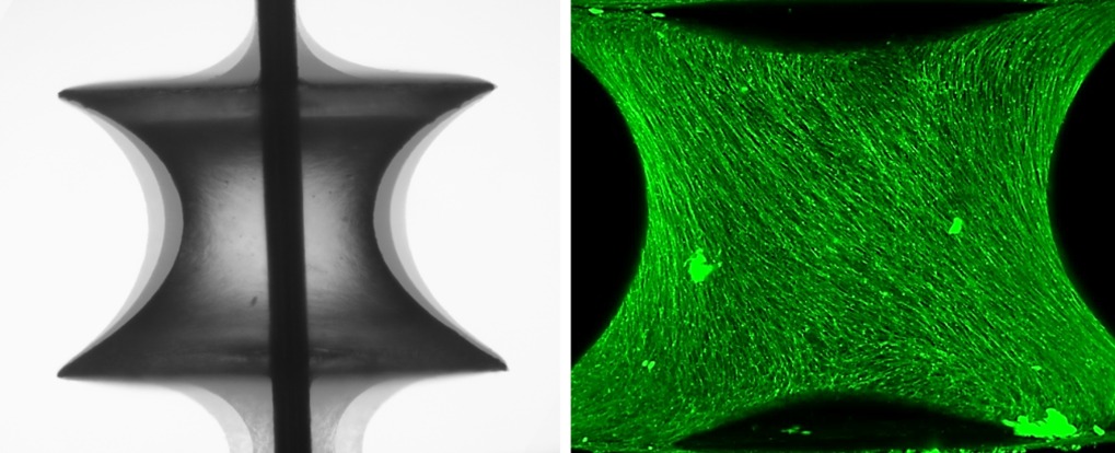 Composition of phase contrast images of a tissue grown on a capillary bridge taken at three different times in tissue culture (left). The skeleton of the cells was stained with a green fluorescent marker to visualize them in 3D using light-sheet microscopy (right). The 3D image shows that the cells rotate in a certain direction around the capillary bridge.