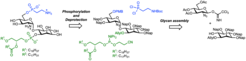 Figure 3. Strategy to obtain GPIs with unsaturated lipids. Synthesis of the pseudo-disaccharide of the GPI from Trypanosoma cruzi mucins.