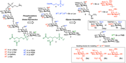 Figure 2. General convergent strategy for the synthesis of GPIs. The core structure is showed in black. Additional glycans (red), phosphorylation (blue) and lipid chains (green) are depending of the GPI’s origin.