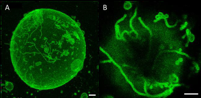 (A) Three-dimensional reconstruction of a GUV immobilized in an agarose gel. Note that the vesicle is non-spherical and slightly deformed by the gel and exhibits protrusions. (B) Magnified image of the upper surface of a GUV showing formed tubes protruding outwards and into the gel. Scale bars: 5μm