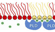 Phospholipases
