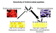 Antimicrobial Peptide