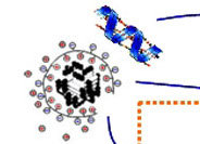 Peptides at Interfaces