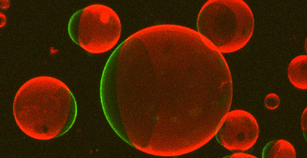 Biophysics Lab Biophysics Lab