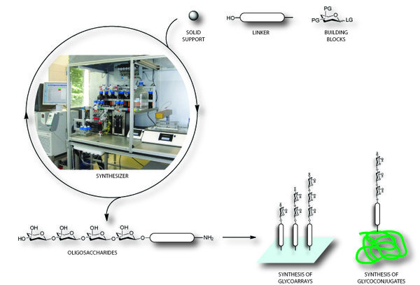 Automated Glycan Assembly
