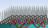 Lipid-DNA Interactions