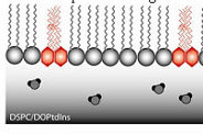 Enzymes at Work