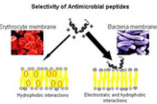 Antimicrobial Peptide