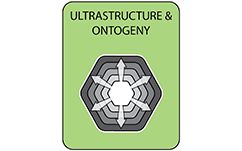 Tesserae ultrastructure and ontogeny