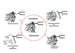 Figure 3. Different Strategies for the Synthesis of Glycoproteins