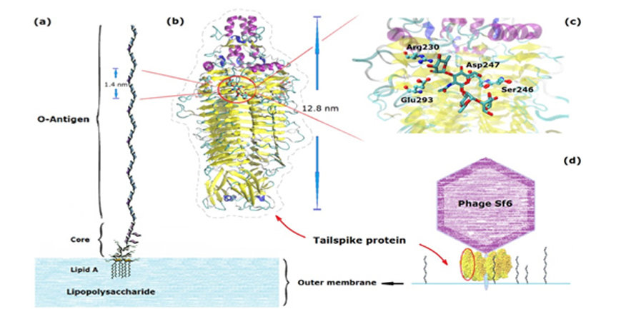 spike proteins spike proteins