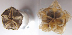 Samenkapseln eines Mittagsblumengewächses (Delosperma nakurense): Links in getrocknetem und rechts im feuchten Zustand. Die Samenkapseln sind bei Befeuchtung in der Lage, die fünf schützenden Klappen mit Hilfe eines feuchtigkeitsbindenden Gewebes zu öffnen. So werden die Container sichtbar, die Samen liegen frei und können verbreitet werden.
