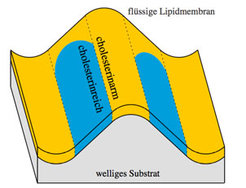 Flüssige Lipidmembran auf einem gewellten, festen Substrat. Die Membran enthält cholesterinreiche (blau) und cholesterinarme (gelbe) Domänen. Die cholesterinreichen Domänen sind steifer als die cholesterinarmen und meiden die gekrümmten Membranbereiche entlang der Höhen und Tiefen des Substrats.