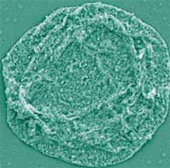 Aufnahme von getrockneten polymeren Hohlkapseln mit dem Kraftmikroskop