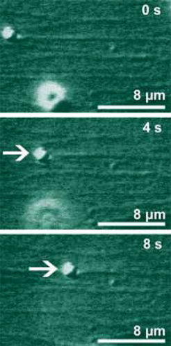 Bewegung von molekularen Motoren entlang von Filamenten des Zellskeletts im biomimetischen Experiment: Parallel orientierte Mikrotubuli, also steife Proteinstränge aus dem Zellskelett, sind an einer Oberfläche fixiert. Das Motormolekül Kinesin ist an ein Latex-Kügelchen (Durchmesser 0,5 Mikrometer) gebunden und bewegt dies mit einer Geschwindigkeit von etwa 1 Mikrometer pro Sekunde entlang der Mikrotubuli von links nach rechts.