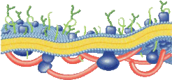 Scheme of a biomembrane