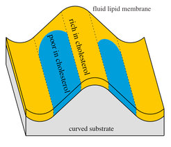 Fluid lipid membrane on a corrugated, solid substrate. The membrane contains domains that are rich (blue) or poor (yellow) in cholesterol. The cholesterolrich domains are stiffer than the cholesterol-poor ones and tend to avoid the curved parts of the membrane along the ridges and valleys of the substrate.