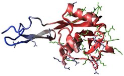 Figure 1: Structure of L-selectin.