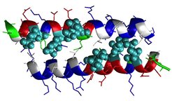 Figure 1: Structure of a coiled-coil; the blue spheres are fluorinated leucines.