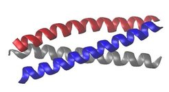 Figure 1: Trimeric coiled coil.
