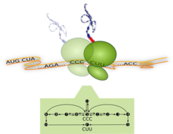 Ribosom bei der Proteinsynthese und Prozessdiagramm:
(oben) Das Ribosom (grün) ist eine biomolekulare Maschine mit einem Durchmesser von etwa 23 nm. Es bewegt sich entlang der Boten-RNA (Band in orange) und übersetzt dabei ein Codon (..., CCC, CUU, ...) nach dem anderen in jeweils eine Aminosäure. Die neue Aminosäure (rot) wird an die wachsende Peptidkette (blau) angehängt.
(unten) Prozessdiagramm mit internen Reaktionsschritten (schwarze Pfeile) des Ribosoms bei der Übersetzung des Codons CCC. Das Ribosom startet im internen Zustand S (Start) und kann drei Reaktionspfade durchlaufen. Diese entsprechen der Bindung von verschiedenen Transfer-RNA-Molekülen (nicht dargestellt). Die Übersetzung des Codons ist abgeschlossen, sobald das Ribosom den molekularen Zustand F (Finish) erreicht und sich zum nächsten Codon, hier CUU, bewegt hat. Ist das Ribosom in einem internen Zustand, von dem mehrere Pfade abgehen, kann es diesen mit unterschiedlichen Wahrscheinlichkeiten folgen.