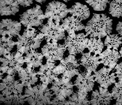 The complex patterns of mineral density variation within tesserae and interactions among tesserae are incorporated into our mechanical models. (Backscatter electron image)