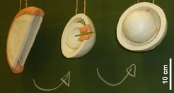 Fig. 1: 3D models of an intermediate step of autophagosome formation
