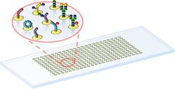 Microarray for high- throughput screening assays