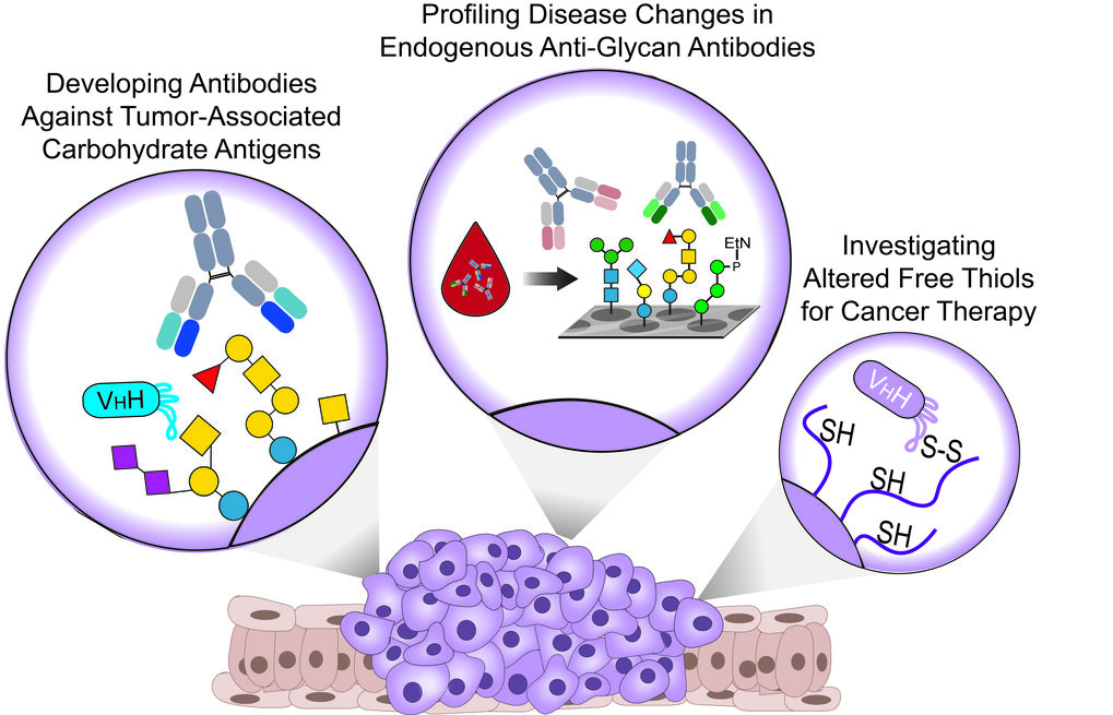 Glycan-Targeted Therapeutics Glycan-Targeted Therapeutics