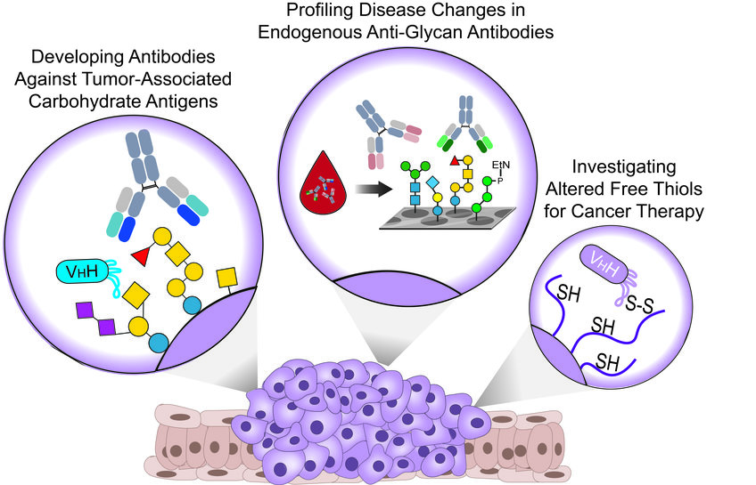 Glycan-Targeted Therapeutics