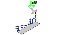Carbohydrate microarrays