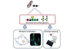 Glycobiology of microbe/host interaction
