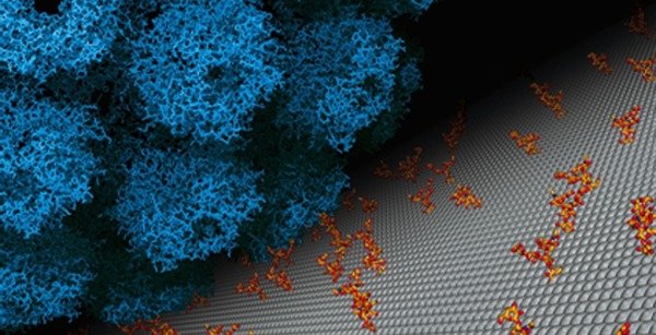 Neu Lab – Protein-Carbohydrate Interactions