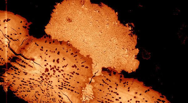 Evolutionary Perspectives on Vertebrate Hard Tissues Evolutionary Perspectives on Vertebrate Hard Tissues