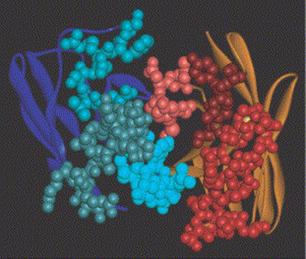 Immunomics Immunomics