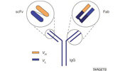 Immunomics