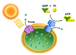 Ion pump and solar energy conversion process by bacteriorhodopsin.