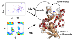 A network of communicating amino acids determines the Ca2+ affinity and pH sensitivity of human Langerin (Hanske et al., 2016)