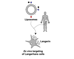A glycomimetic serves as a targeting ligand for liposomal delivery to human Langerhans cells (Wamhoff et al., 2018)