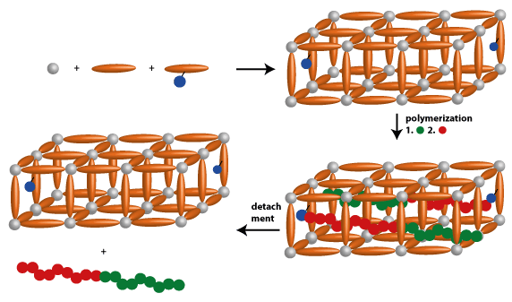 Polymerizations in Confined Spaces
