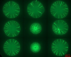 © Max Planck Institute of Colloids and Interfaces/Cécile Bidan
