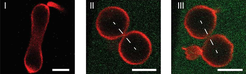Division process of an artificial cell (red), which is controlled by the protein concentration (green) in the outer aqueous solution: (I) Low protein concentrations induce a prolate or dumbbell shape of the cell with a wide membrane neck. A further increase in the protein concentration leads to a closed membrane neck in (II) and to a curvature-induced constriction force that cleaves this neck in (III), thereby creating two separate daughter cells.